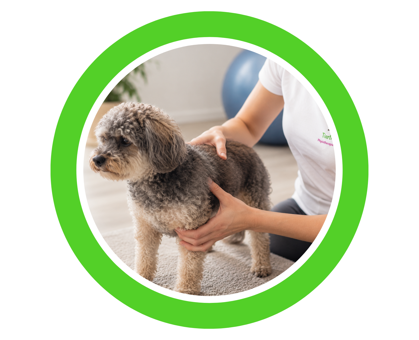 Hund bei der Erstbefundung und physiotherapeutischen Untersuchung bei Tiertherapie Zietz in Herzberg am Harz