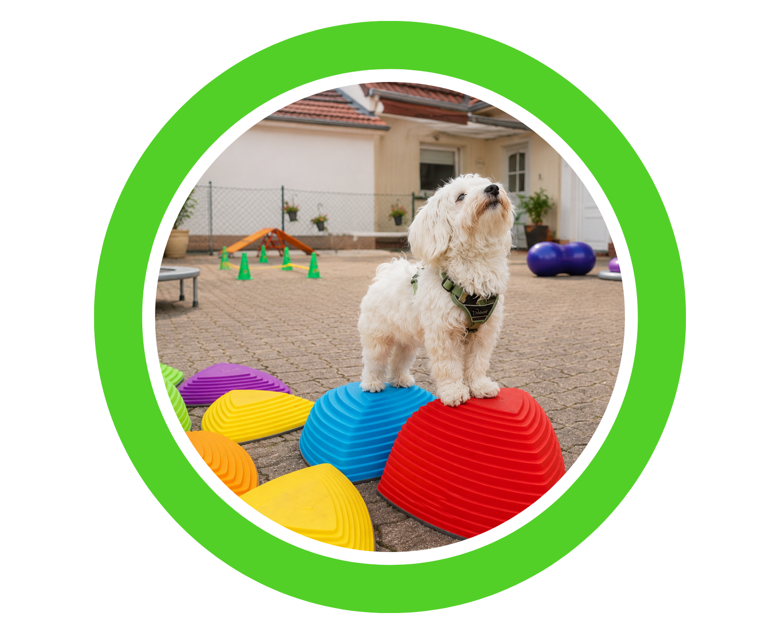 Hund beim Gerätetraining auf Balancegeräten bei Tiertherapie Zietz in Herzberg am Harz