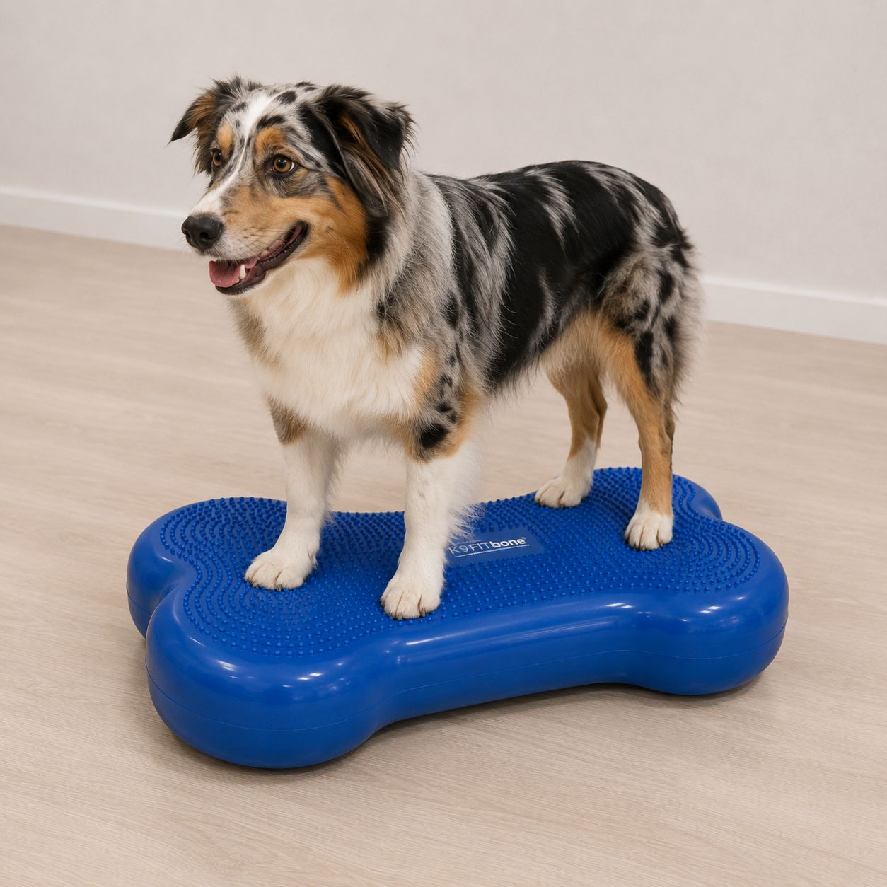 K9FITbone Balance-Trainer für Hunde – Produktempfehlung von Tiertherapie Zietz Herzberg am Harz