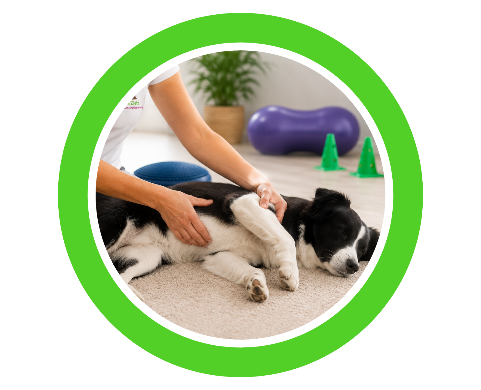 Hund erhält eine physiotherapeutische Behandlung bei Tiertherapie Zietz in Herzberg am Harz
