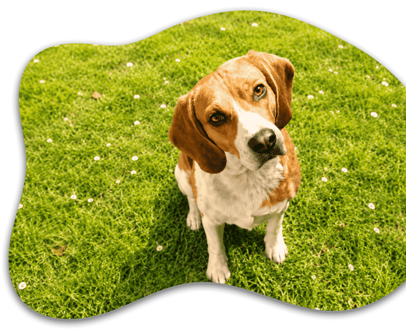 Hund sitzt auf Wiese bei Tiertherapie Zietz in Herzberg am Harz