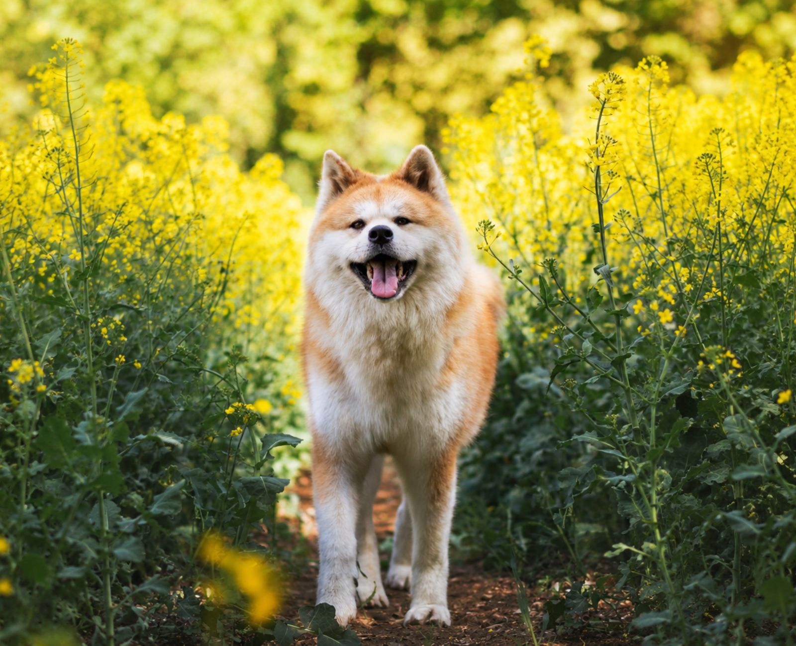 Hund im Feld Tiertherapie Zietz in Herzberg am Harz