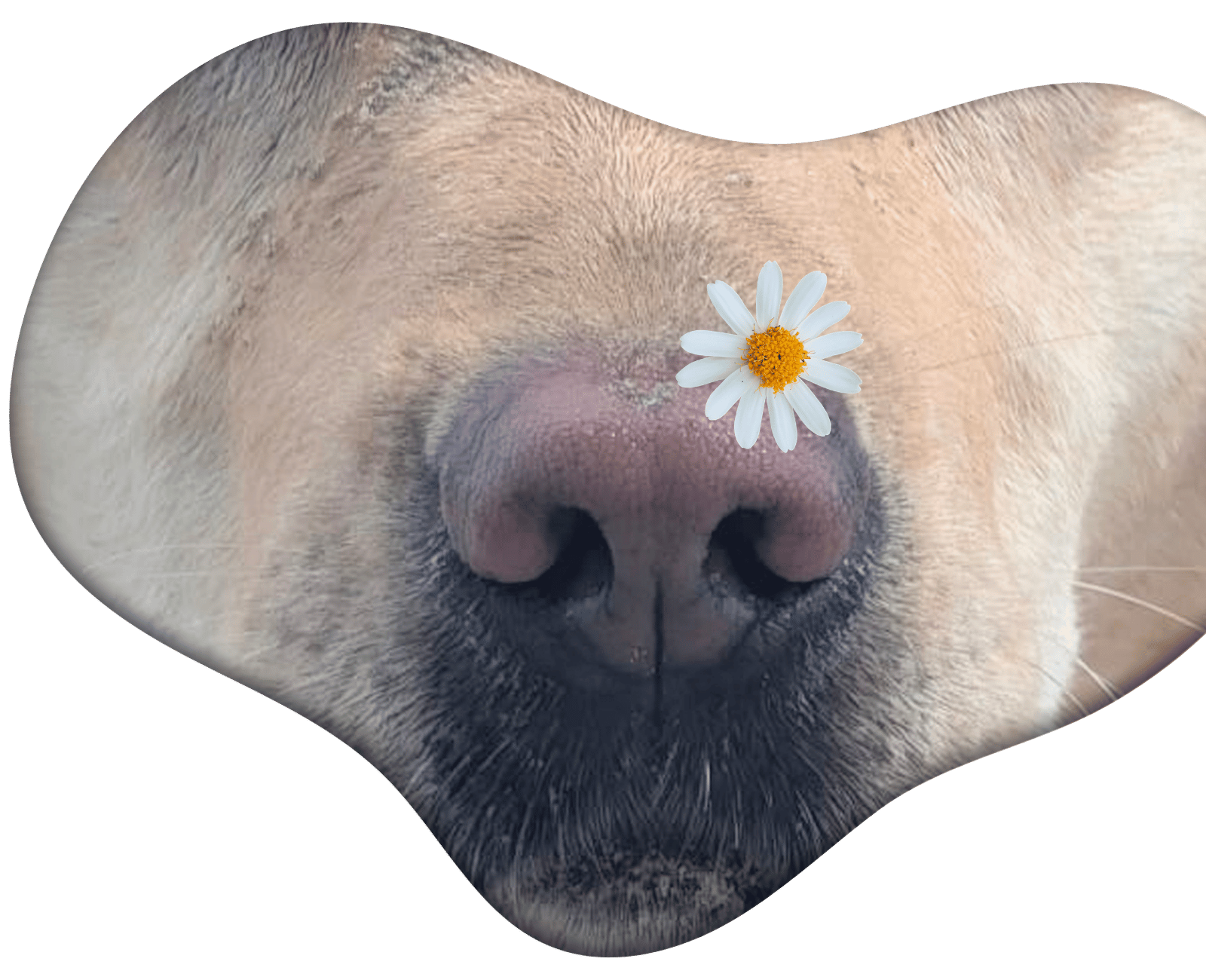 Hundenase mit kleiner Blume als Symbol für Wohlbefinden bei Tiertherapie Zietz in Herzberg am Harz