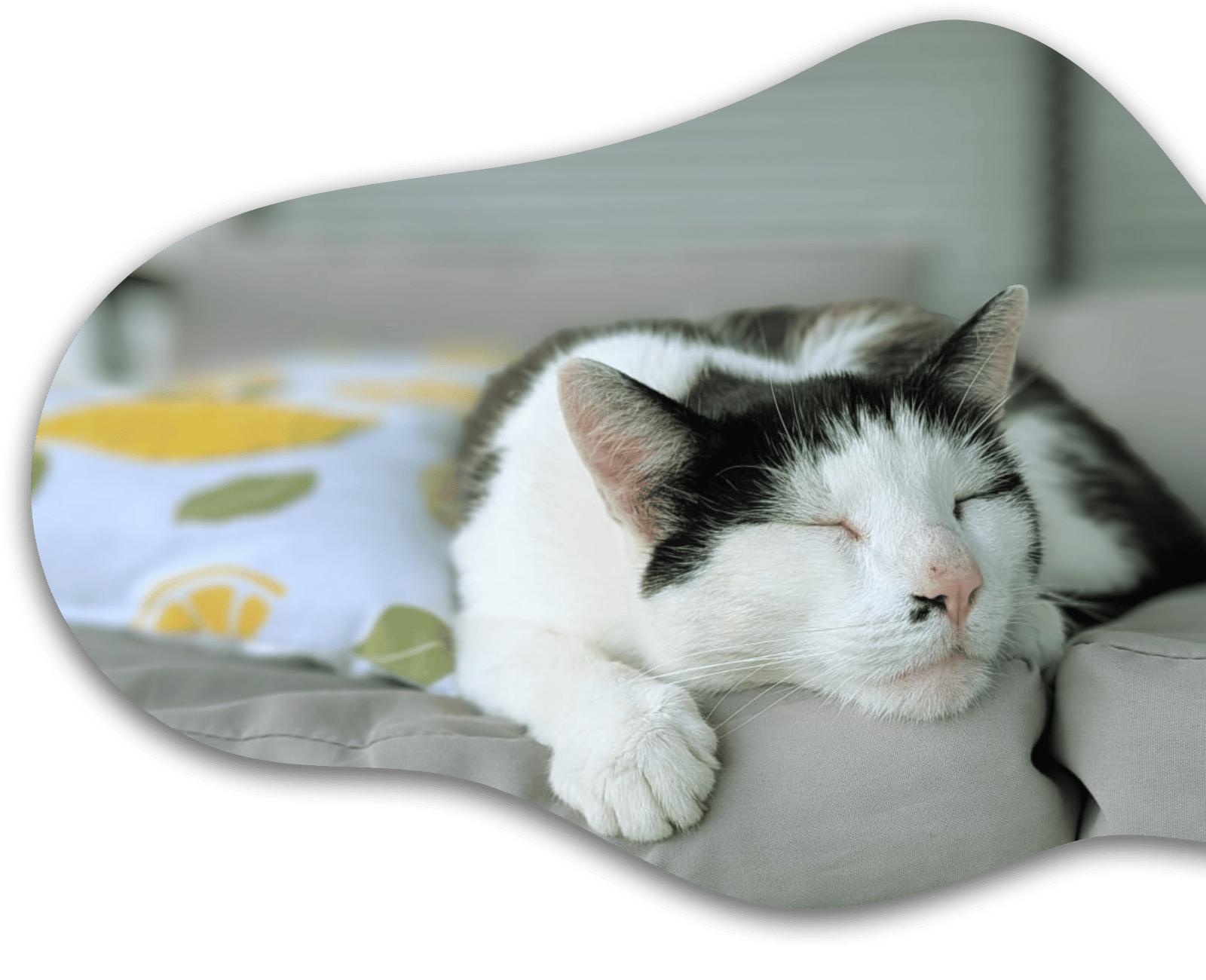Katze schläft bei Tiertherapie Zietz in Herzberg am Harz