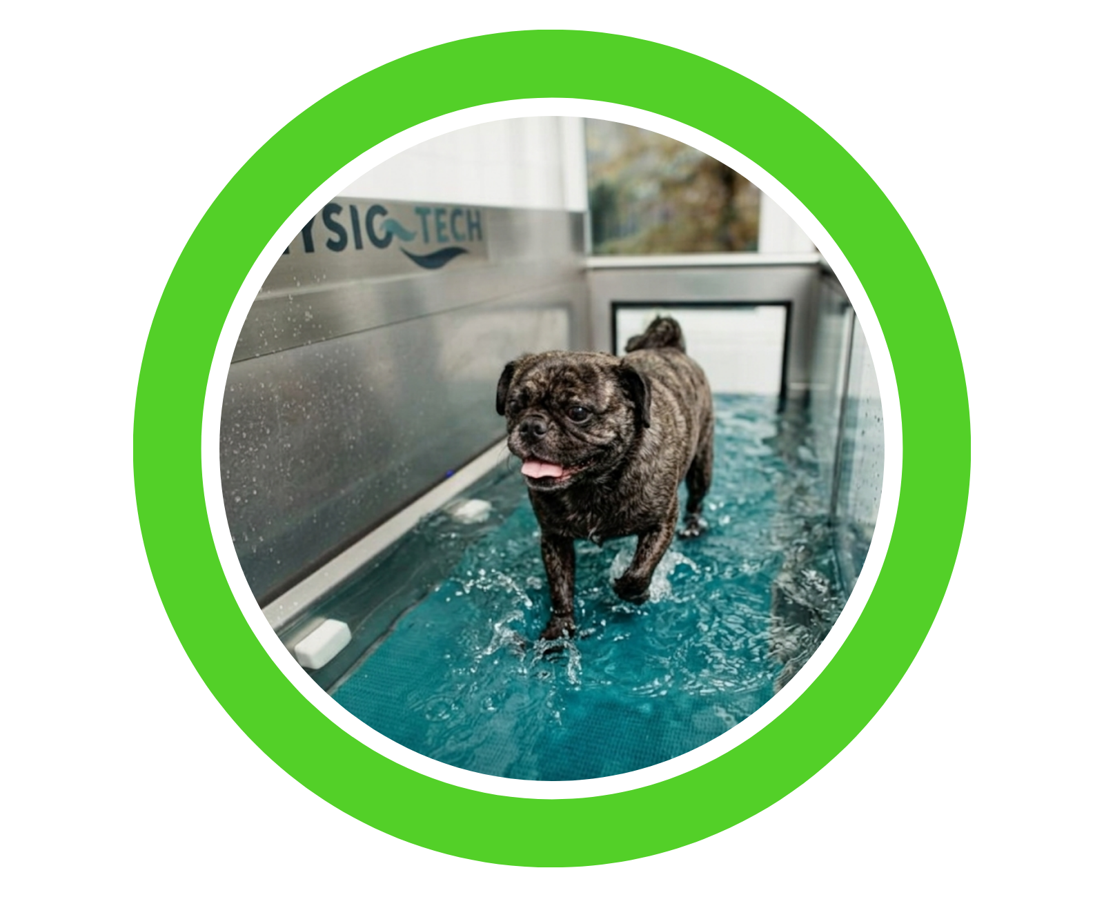Hund trainiert auf dem Unterwasserlaufband bei Tiertherapie Zietz in Herzberg am Harz